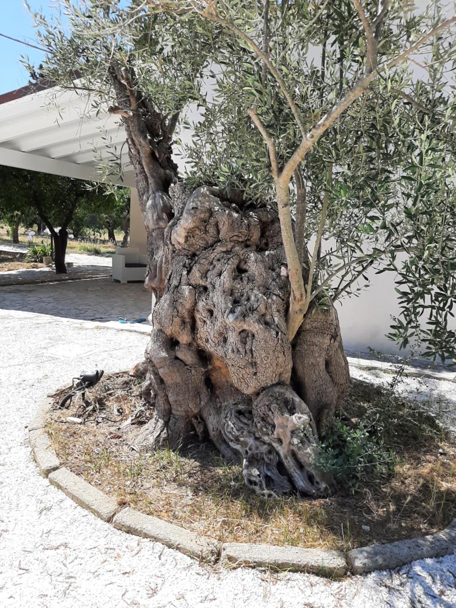 Tenuta Pizzi San Pietro Vernotico Exterior photo